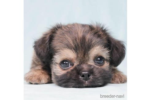 成約済の千葉県のミックス犬-194453の5枚目